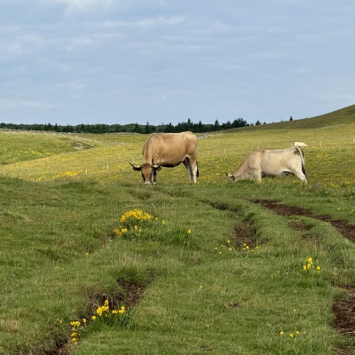 Nasbinal - St Chély d'Aubrac J33