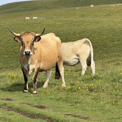 Nasbinal - St Chély d'Aubrac J33