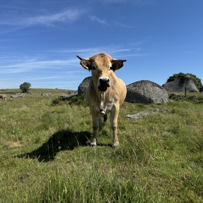 Aumon d'Aubrac-Nasbinals J32