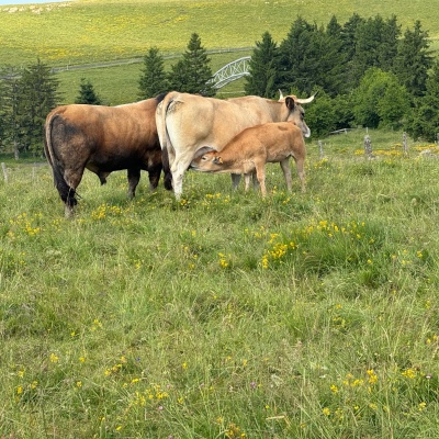 Nasbinal - St Chély d'Aubrac J33