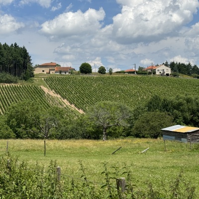 Naoilly-Saint André d'Achon J19